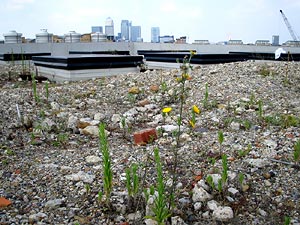 Figure 2: Laban Dance Center (brown/biodiverse) roof